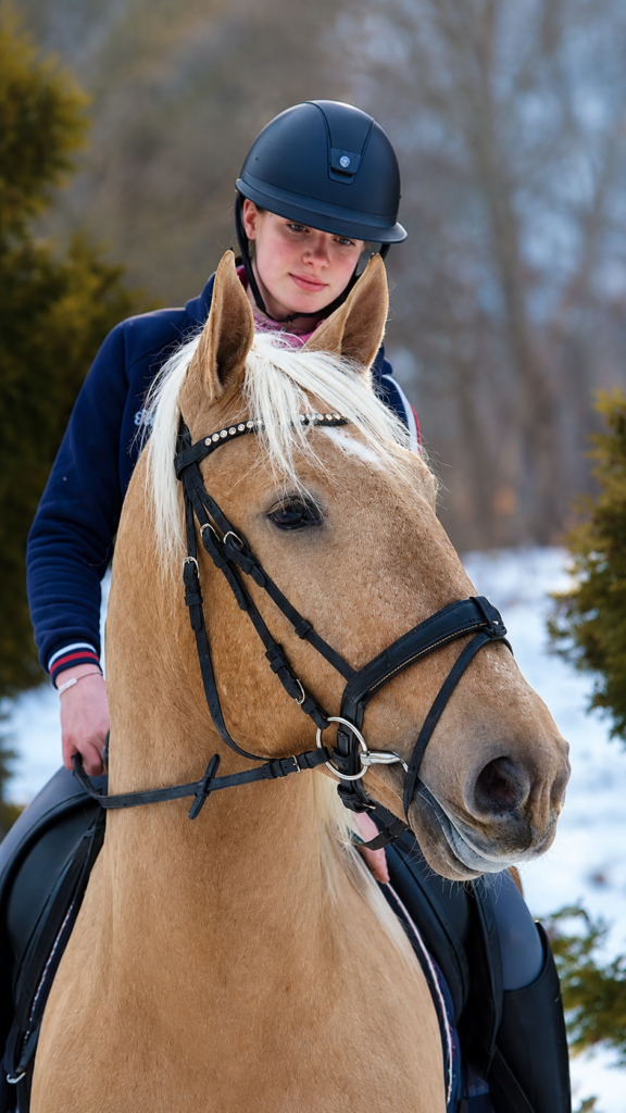 STUNNING LUSITANO GELDING AVAILABLE
