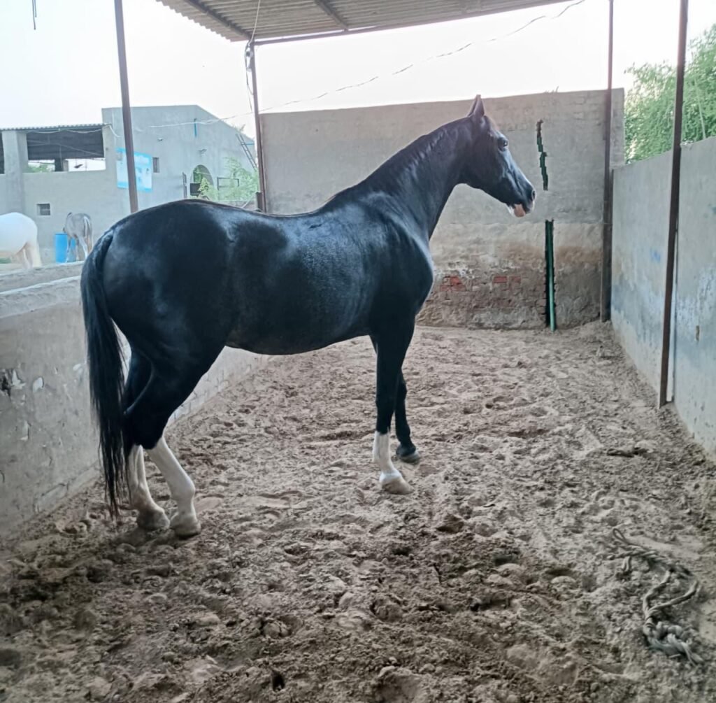 Elegant 9-Year-Old Mare