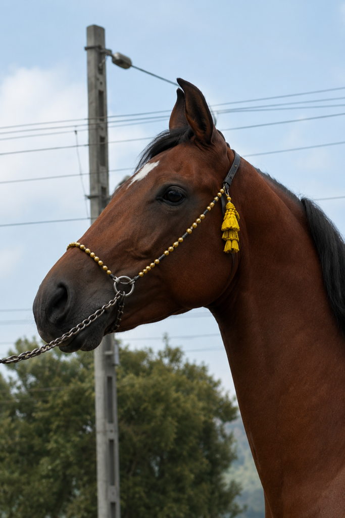 BROODMARE OPPORTUNITY – KALYANI