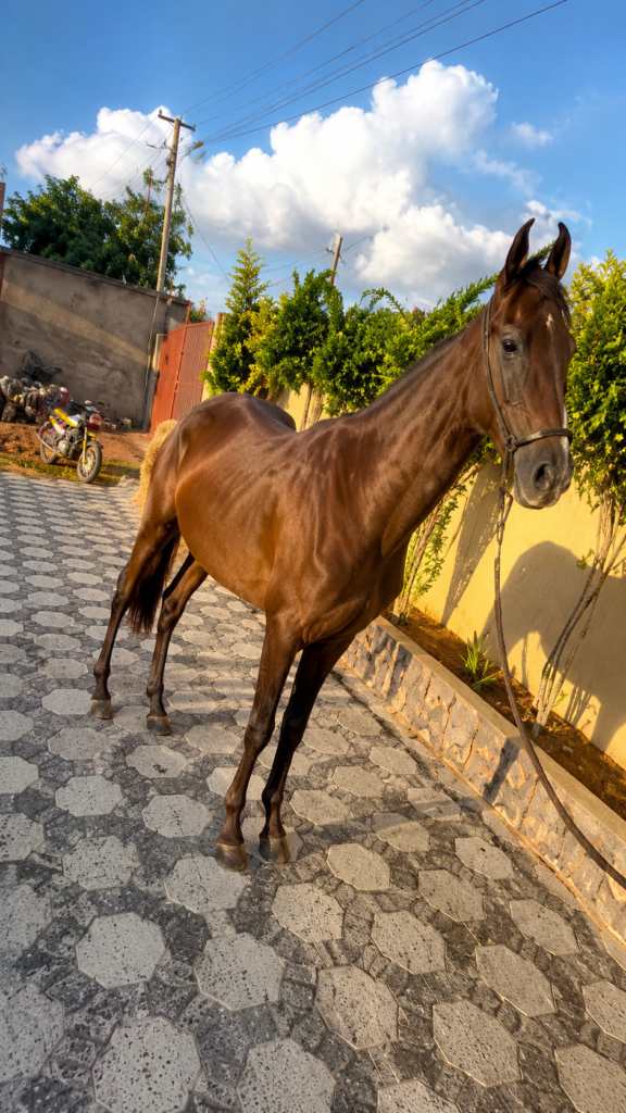 19 MONTHS OLD EXCLUSIVE MARWARI FILLY AVAILABLE