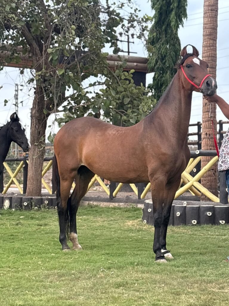Swara with Meghraj Marwari Mare With Colt
