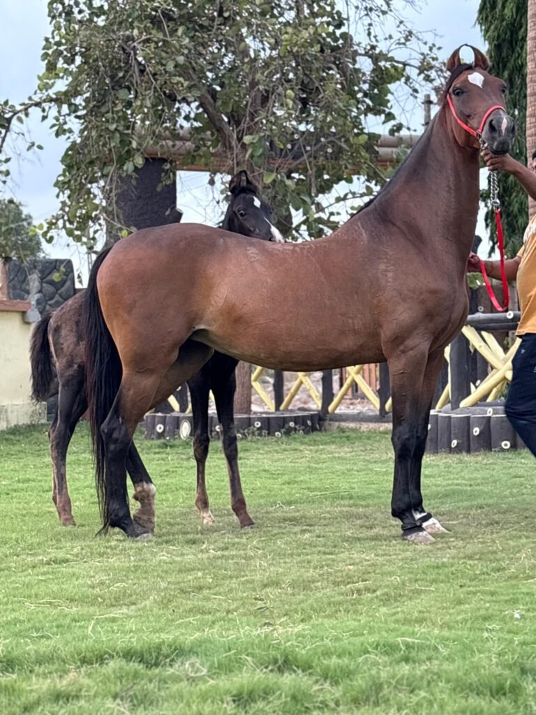 Swara with Meghraj Marwari Mare With Colt