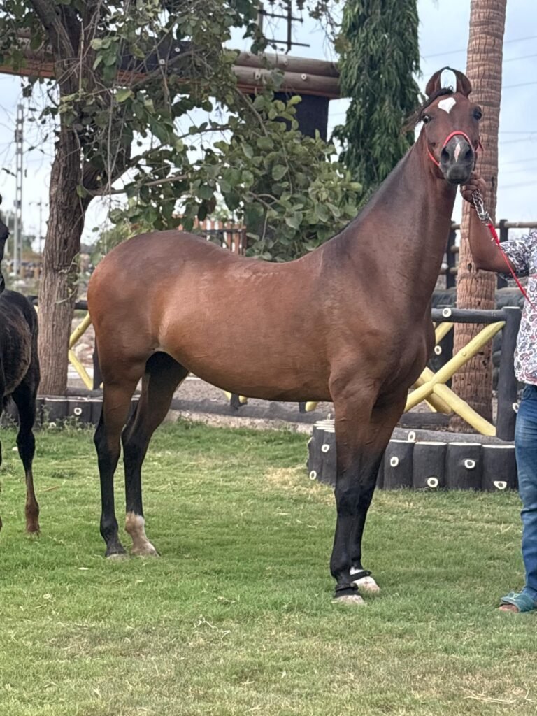 Swara with Meghraj Marwari Mare With Colt