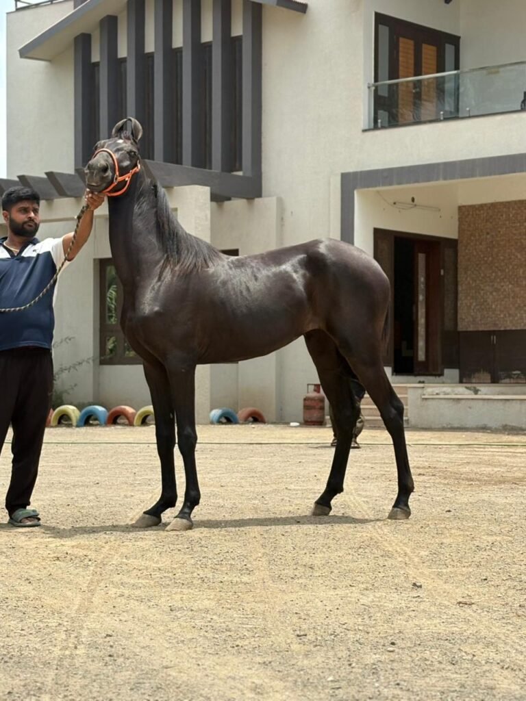 PREMIUM FILLY PRESENTATION