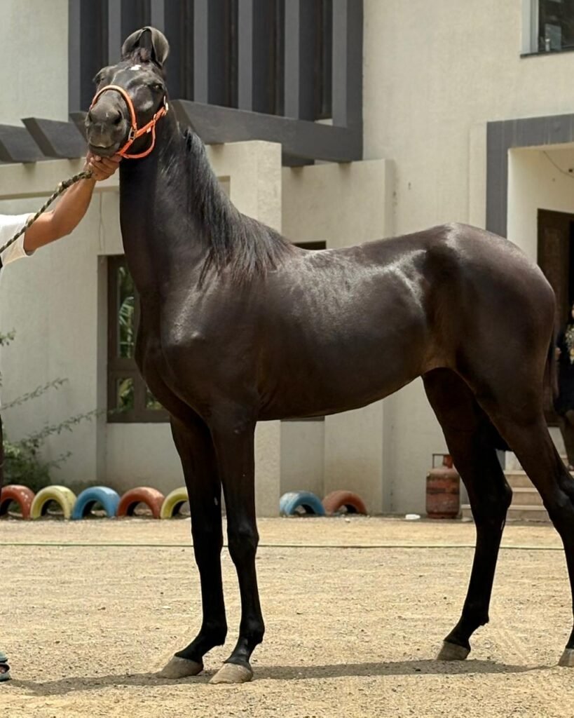 PREMIUM FILLY PRESENTATION