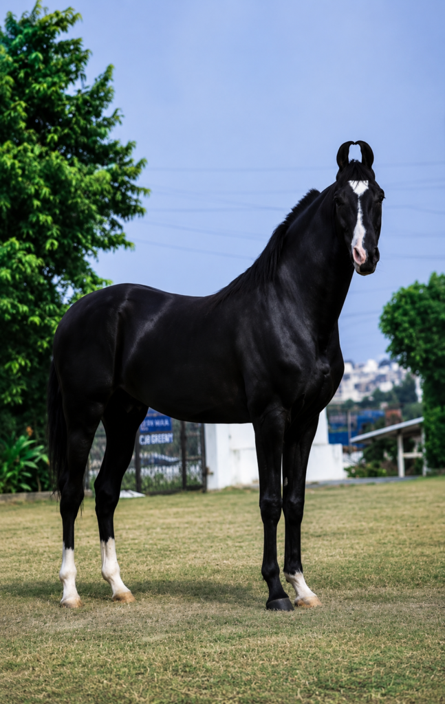 43 Months Young Marwari Stallion – AAFTAB