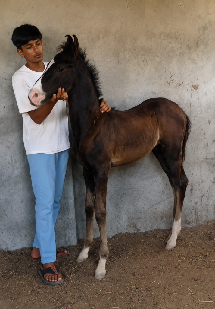 Premium Mare & Foal Presentation