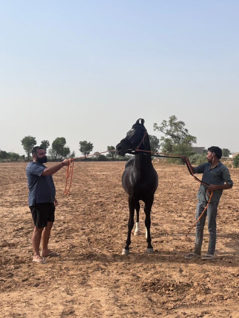 8-Year-Old Stallion, FEATURED STALLION – CINEMA STAR