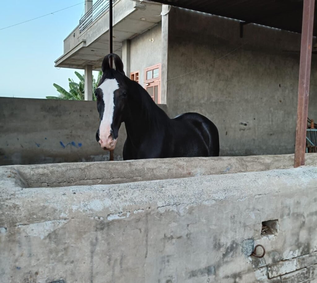 Elegant 9-Year-Old Mare