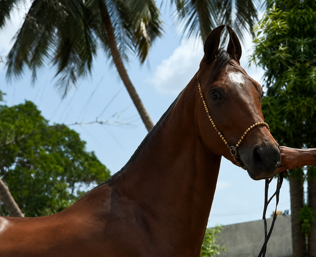 BROODMARE OPPORTUNITY – KALYANI