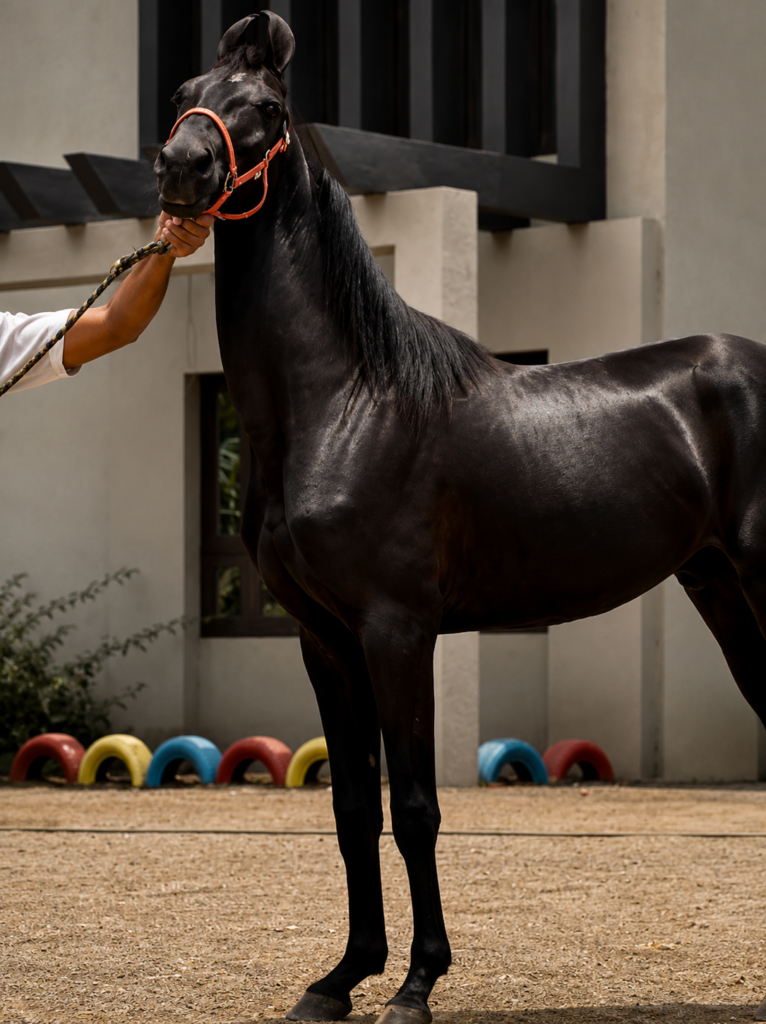 PREMIUM FILLY PRESENTATION