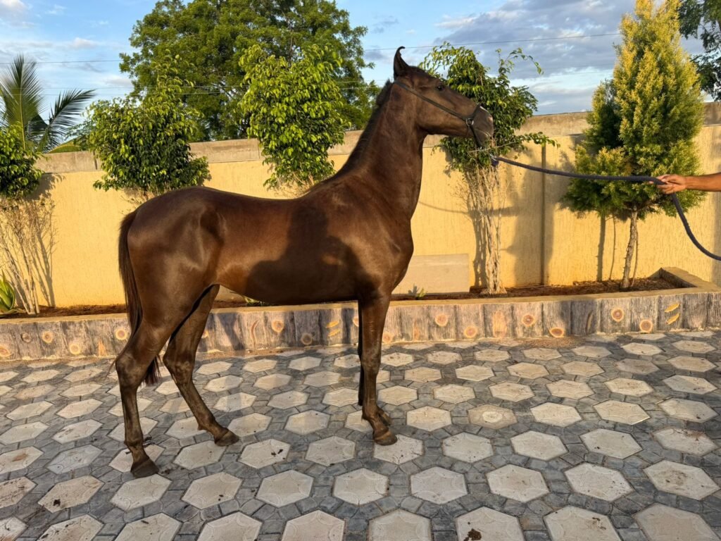 19 MONTHS OLD EXCLUSIVE MARWARI FILLY AVAILABLE