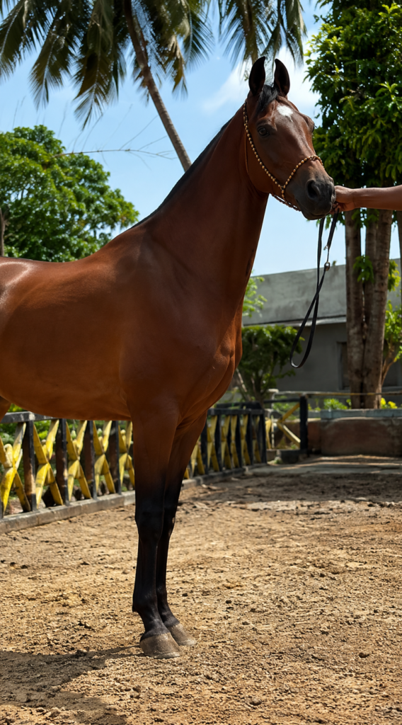 BROODMARE OPPORTUNITY – KALYANI