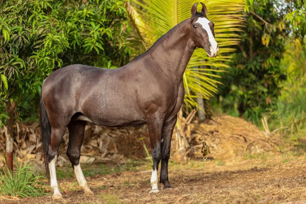 Elegant 9-Year-Old Mare