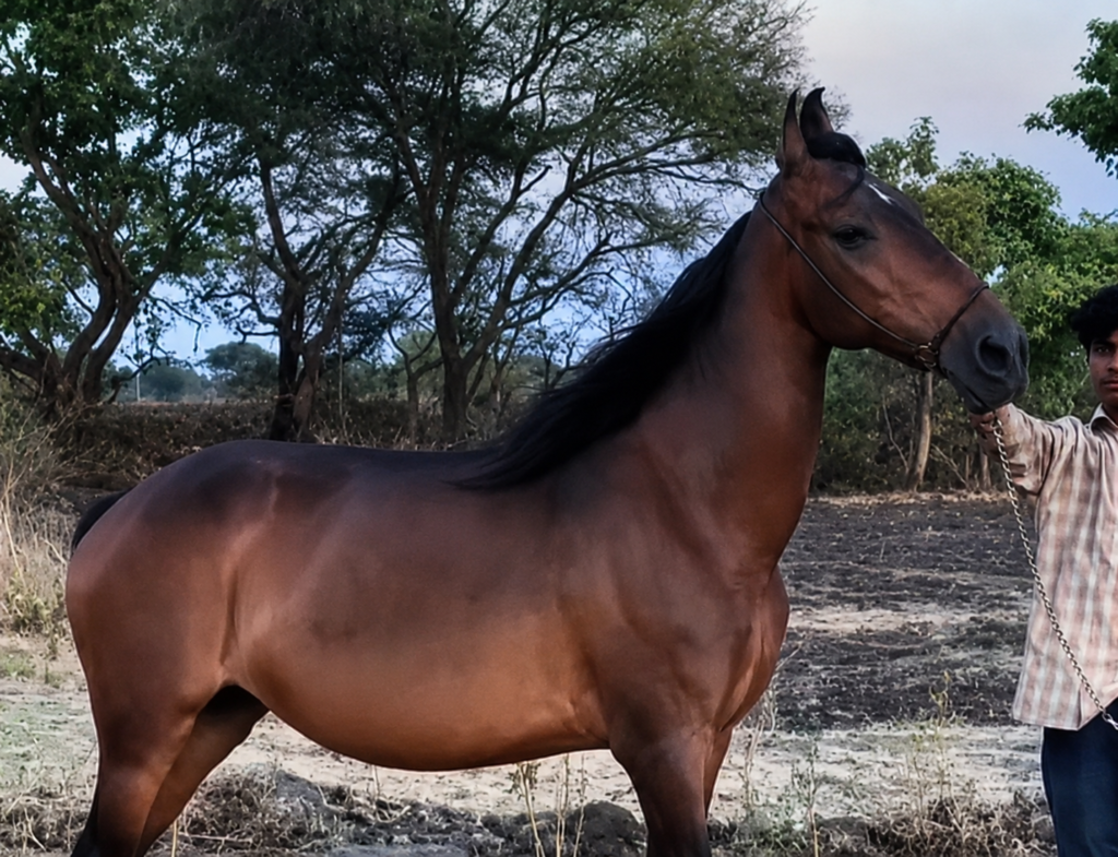 QUALITY MARE