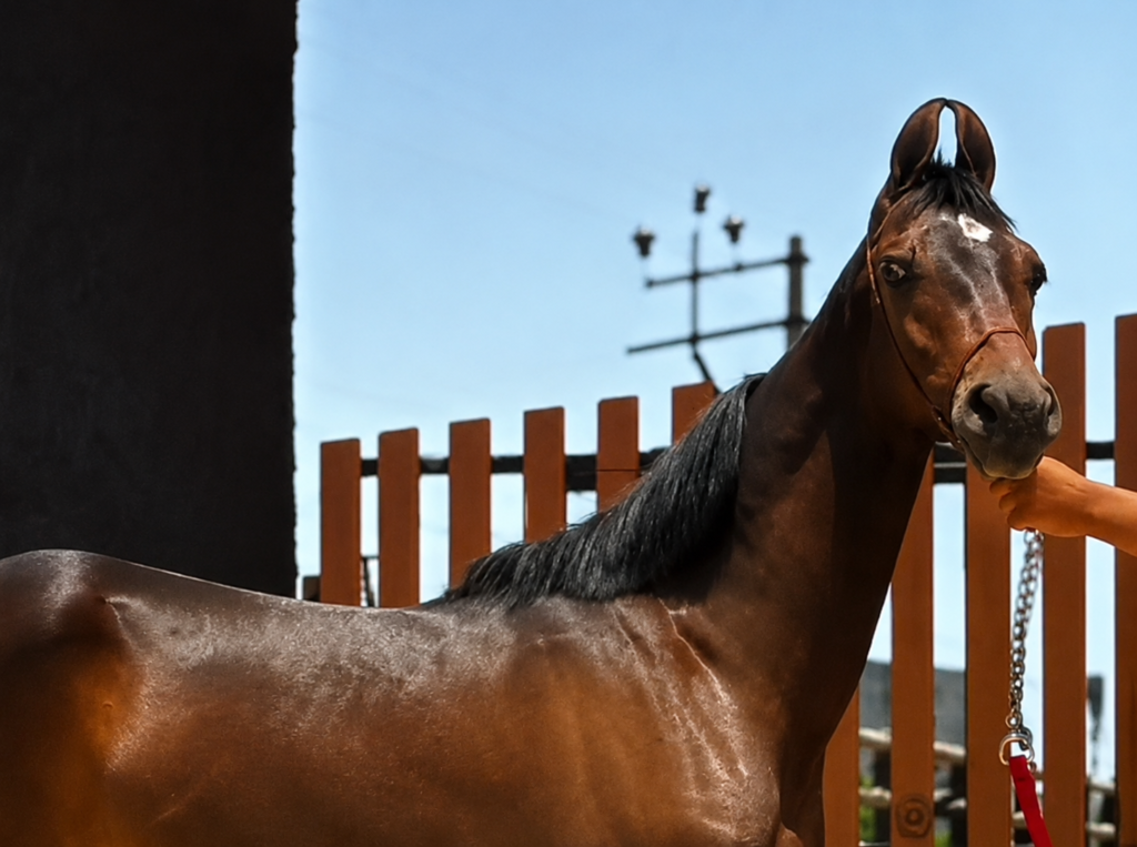7 MONTHS FILLY — SHREE