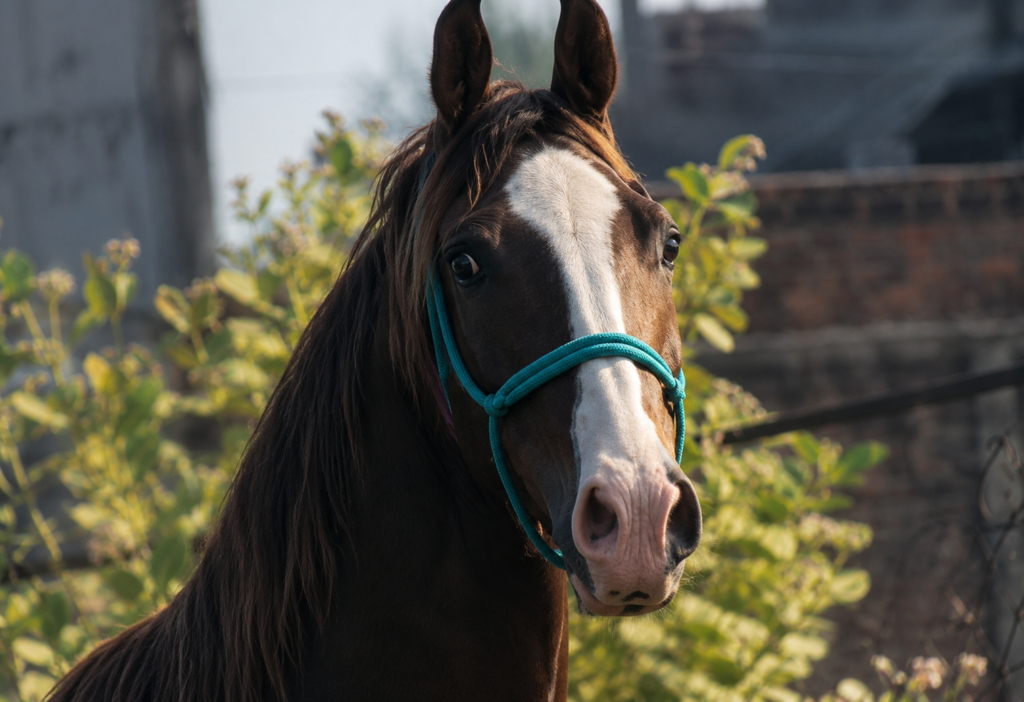 Marwari Mare With Colt– PRIVATE OFFERING