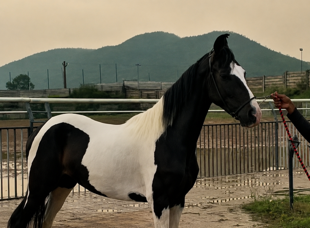 16 Months PREMIUM MARWARI FILLY 🌟