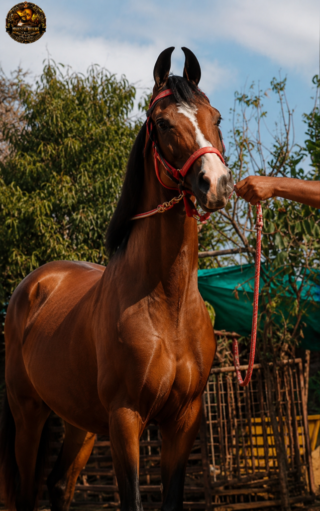 Premium Mare & Foal Presentation