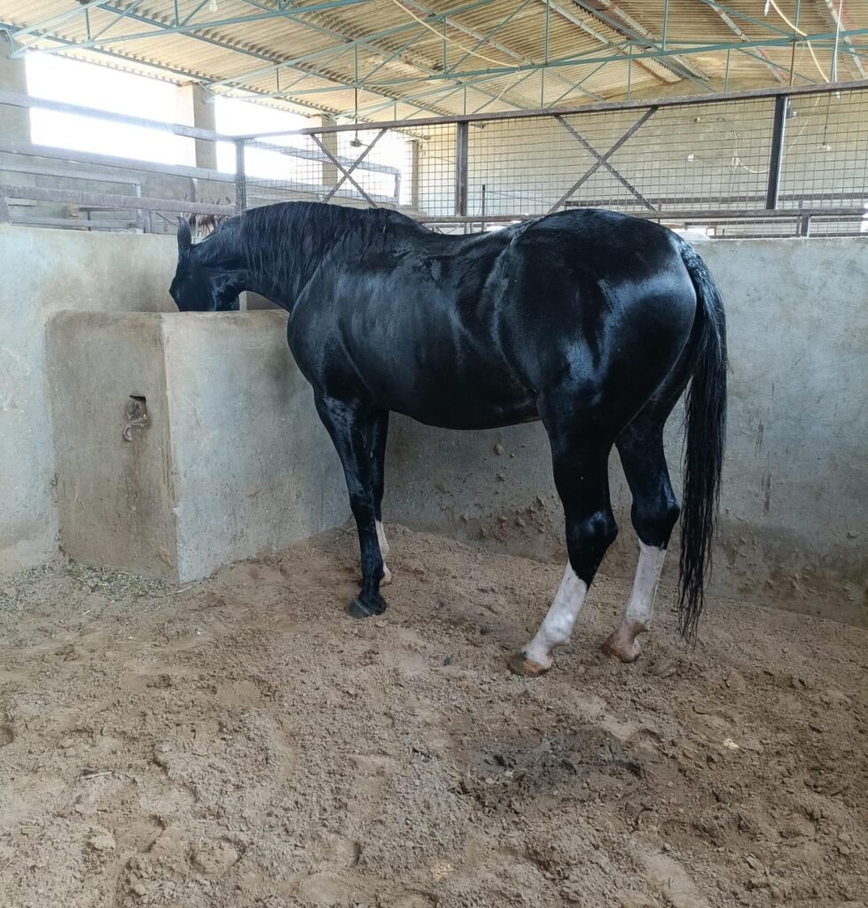 Elegant 9-Year-Old Mare
