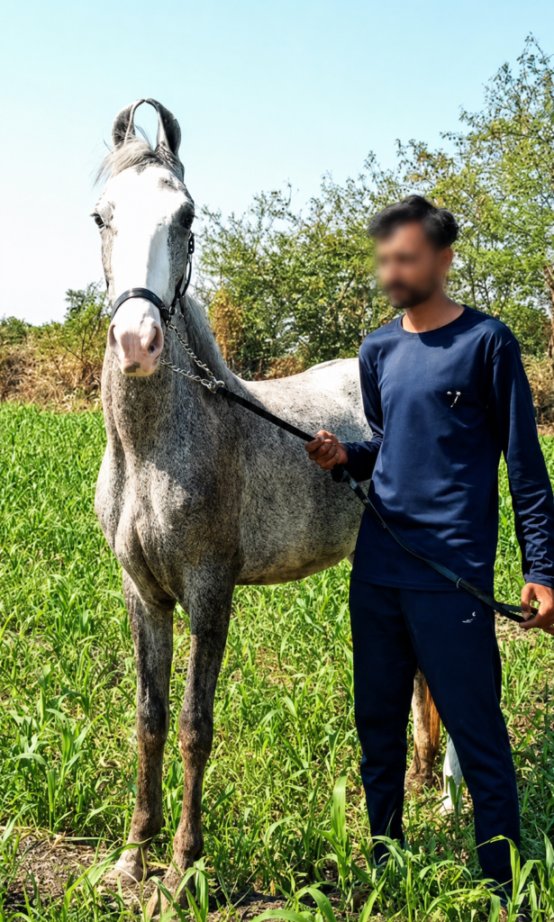 19 MONTHS ELITE YOUNG FILLY