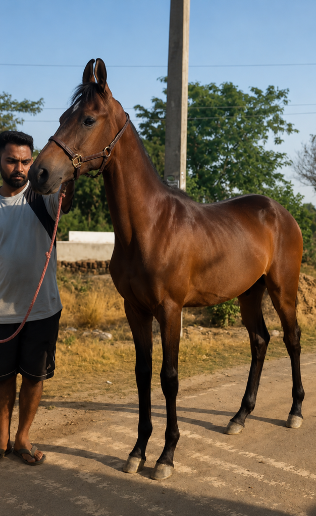 7 MONTHS FILLY — SHREE