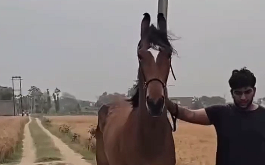 Beautiful Filly — Manath