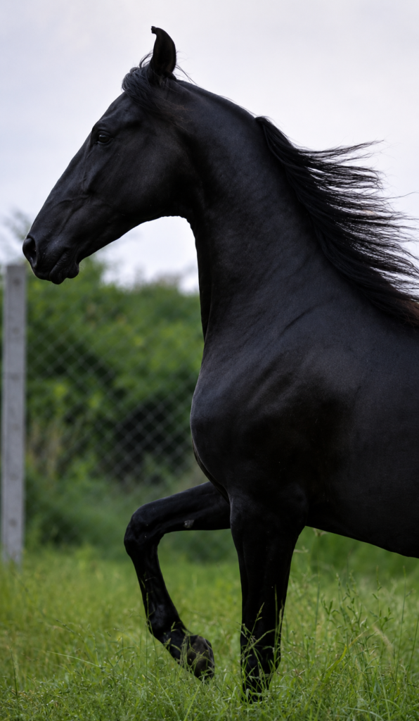 PREMIUM FILLY PRESENTATION