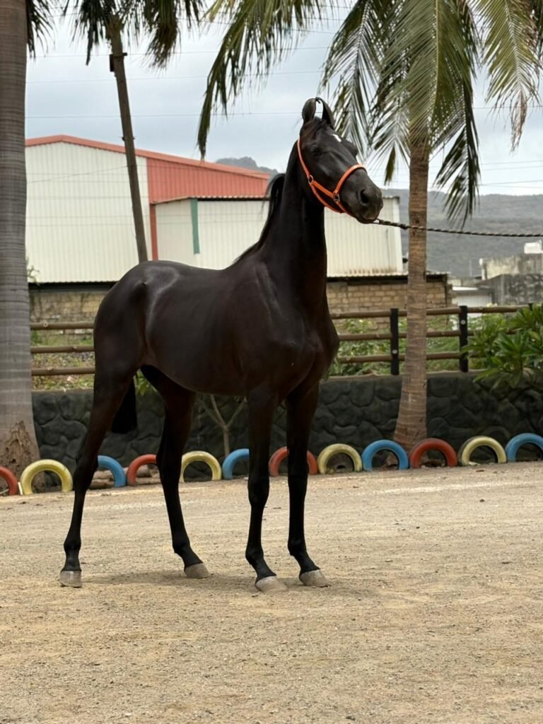 PREMIUM FILLY PRESENTATION
