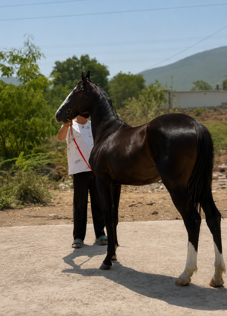14 MONTHS BEAUTYFULL MARWARI FILLY