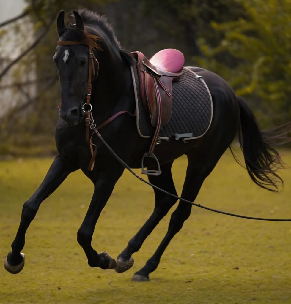 8-Year-Old Stallion, FEATURED STALLION – CINEMA STAR