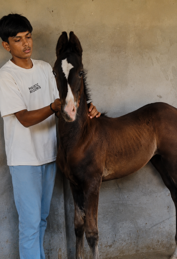 Premium Mare & Foal Presentation