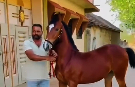 Beautyfull Filly – FAYZA