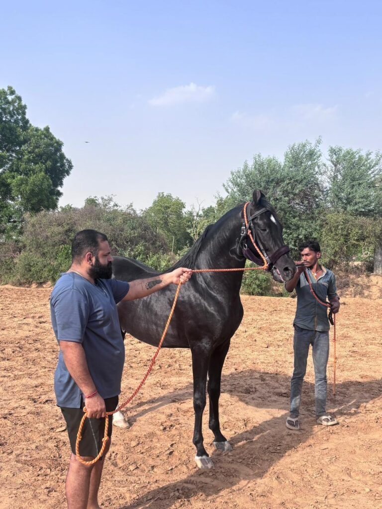 8-Year-Old Stallion, FEATURED STALLION – CINEMA STAR