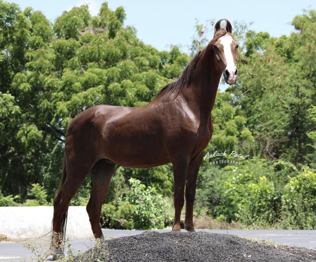 Premium Marwari Mare Available