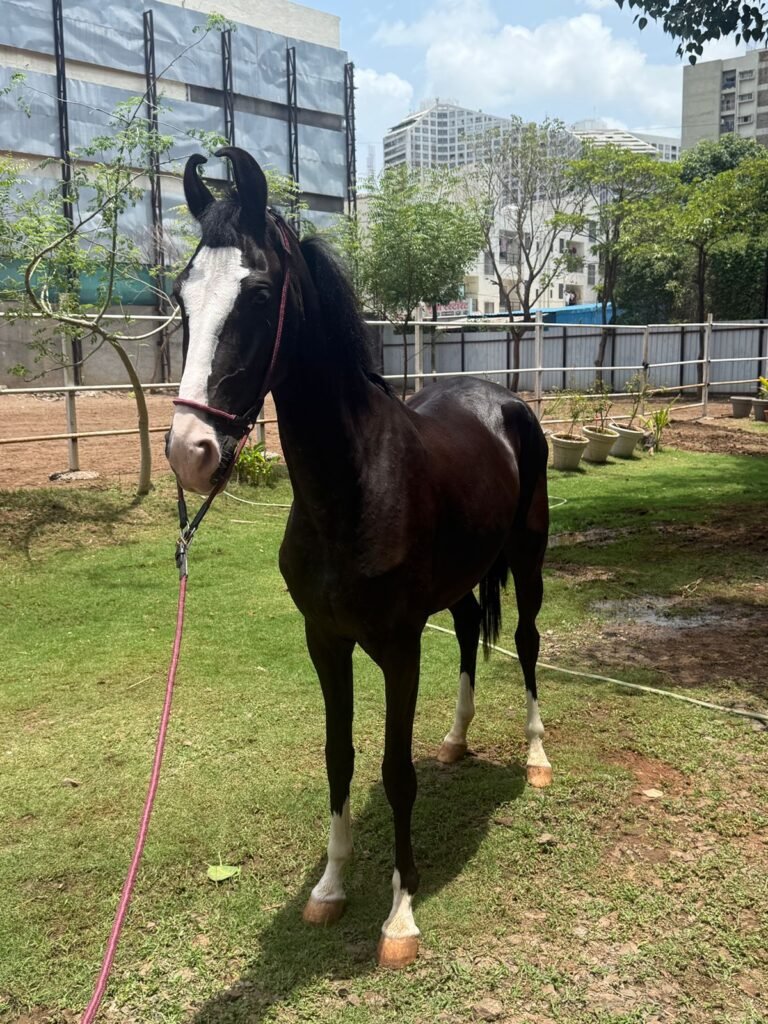On Board | Premium Filly