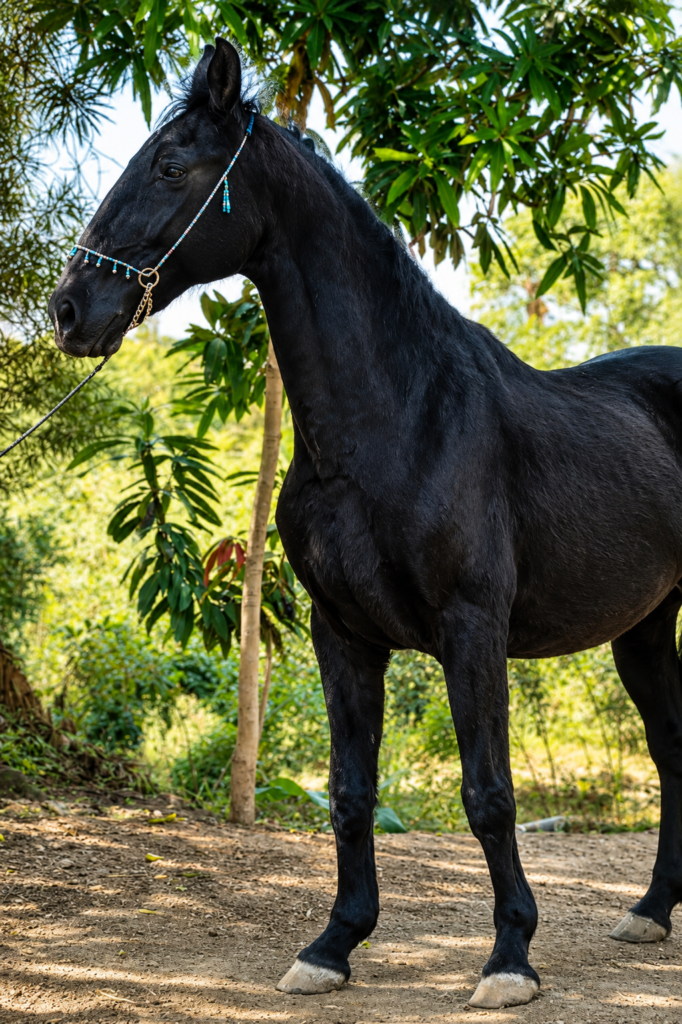 Broodmare