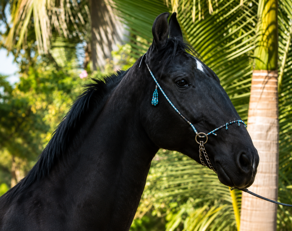 Broodmare
