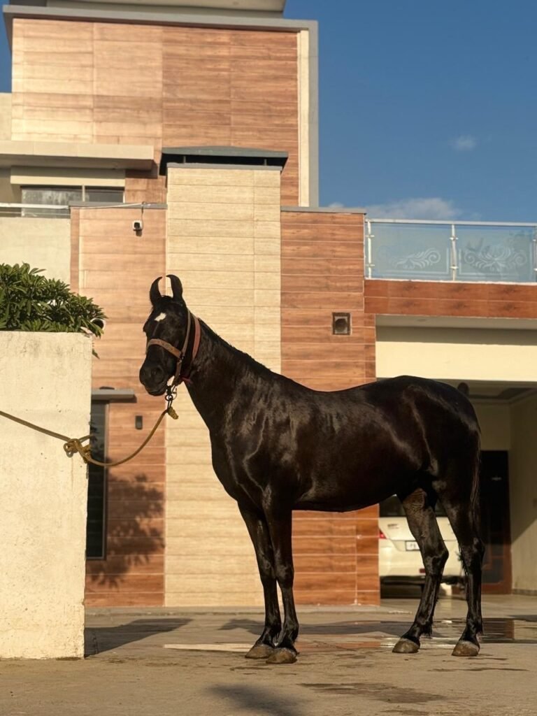 Marwari Horse for sale
