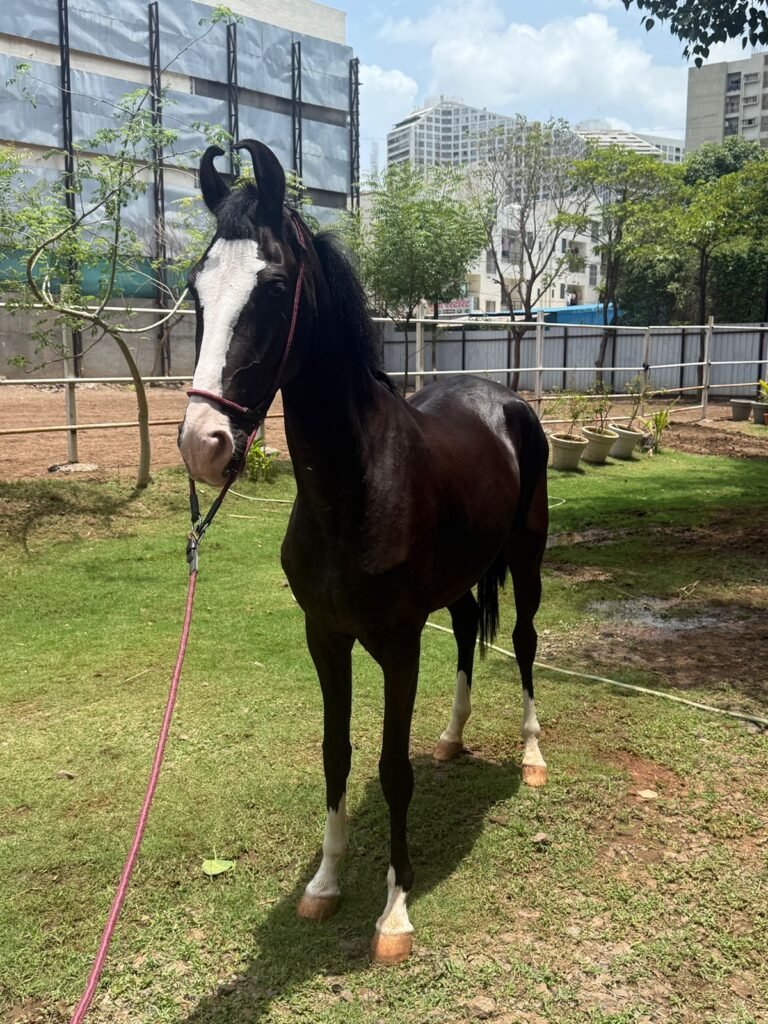 On Board | Premium Filly