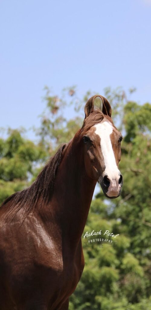 Premium Marwari Mare Available