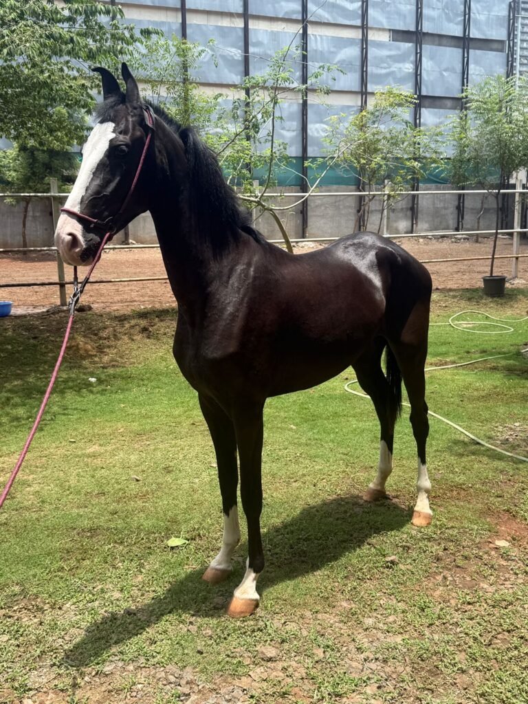 On Board | Premium Filly