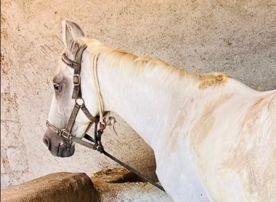 GREY MARE