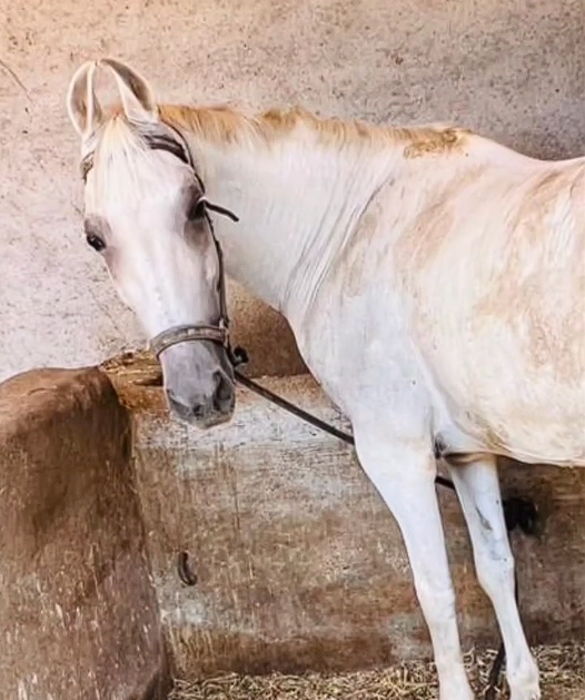 GREY MARE