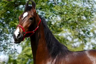 Elite Colt Available