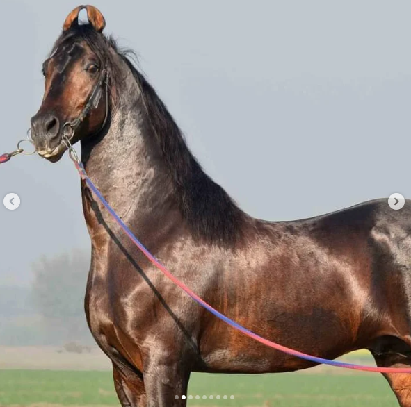 Elite Stallion for Sale: Nageshwar (Nagesh Bloodline)