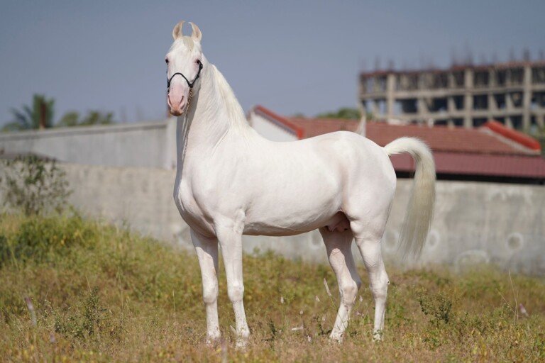 Premium Nukra Colt for Sale: Maharaja Bloodline