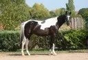 Premium Trakehner Show Jumping Gelding: 1.00m Competitor (166 cm)