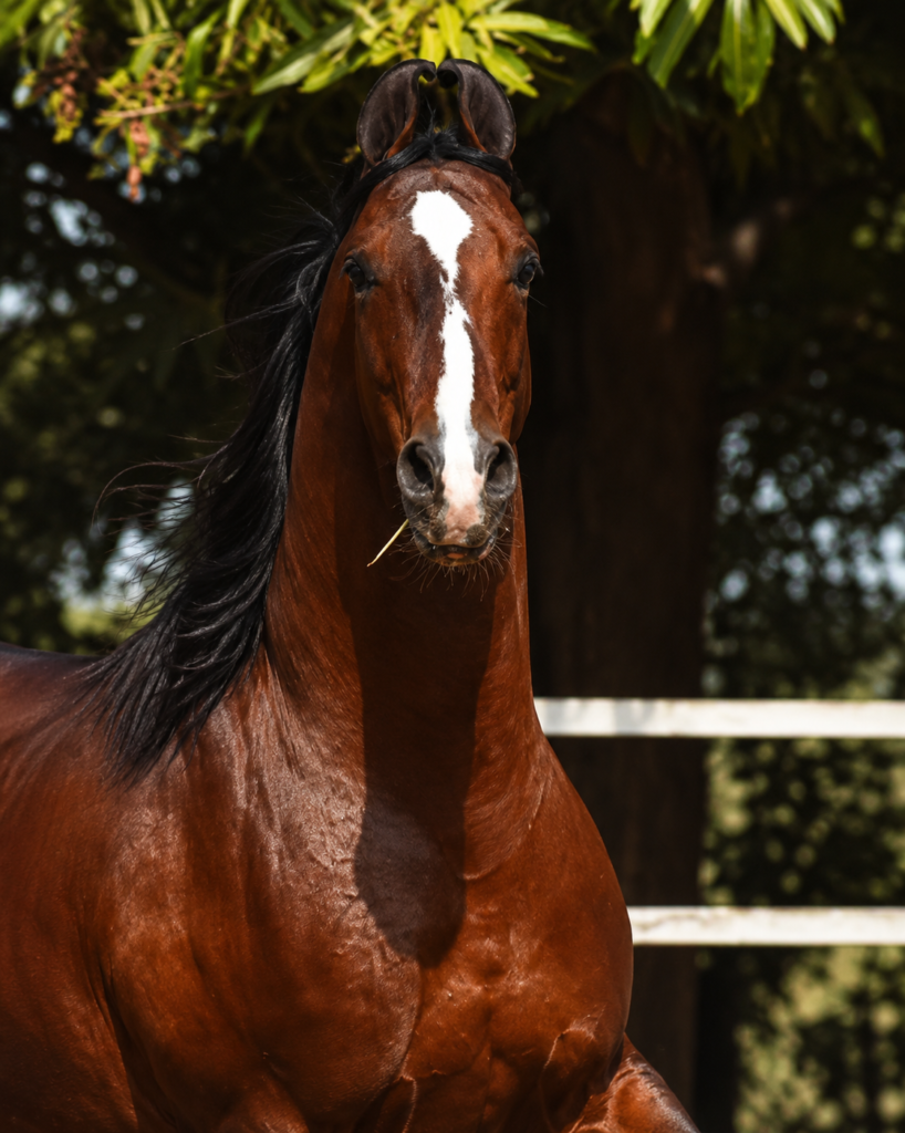 THE ONE & ONLY β KING | Elite Stud Service Available