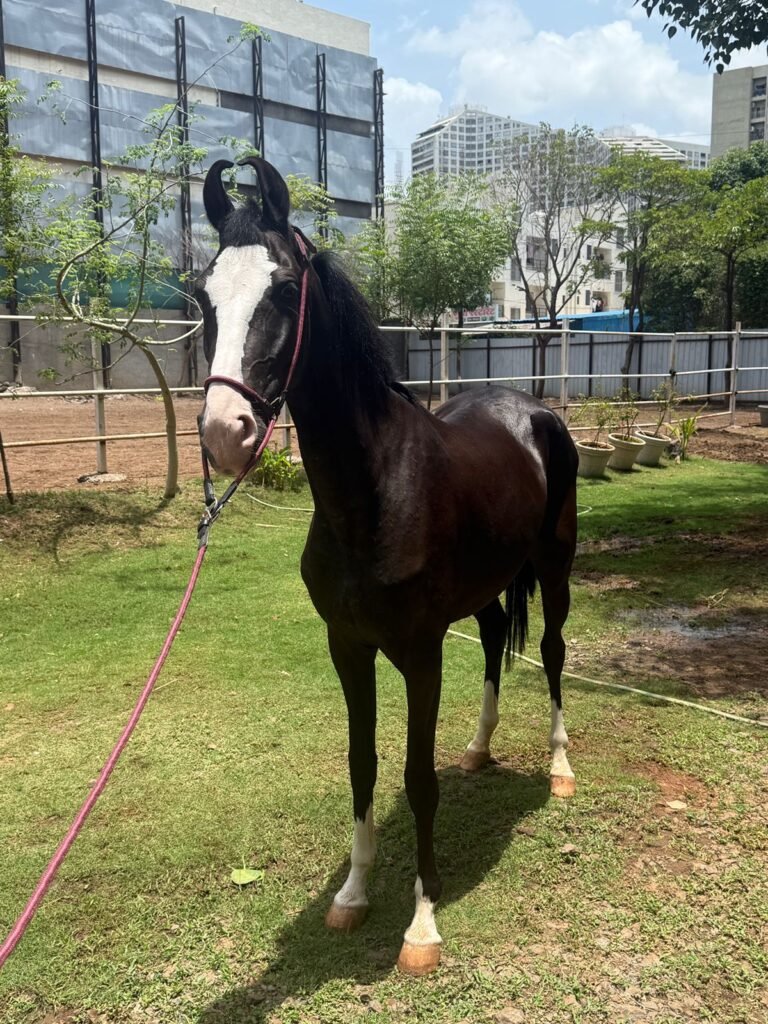 On Board | Premium Filly